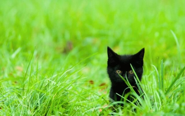 Но все же помните: иногда черный котенок - это всего лишь черный котенок. И побежал он по своим делам, а не чтобы вам день испортить:)